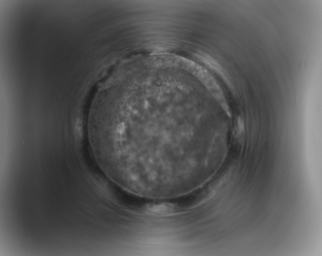 X0000089690452200707051628