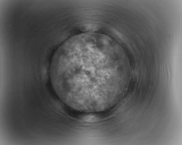 X0000089690460200707051628