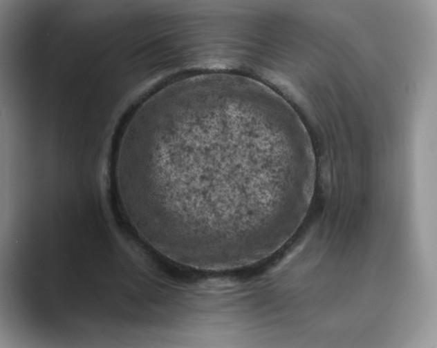 X0000089690536200707051626