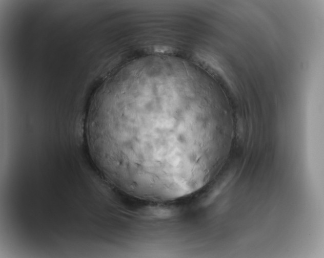 X0000089690545200707051626