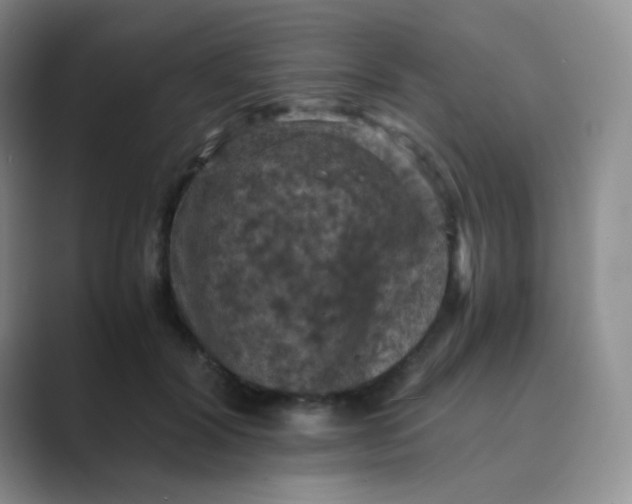 X0000089690604200707051626