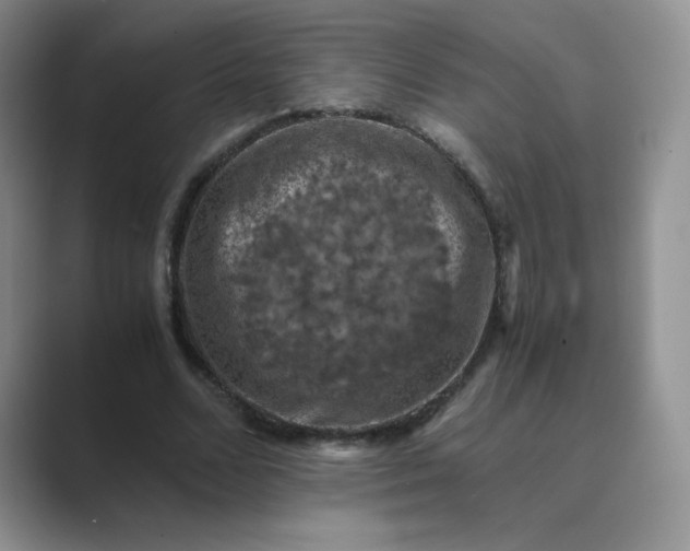 X0000089690680200707051625