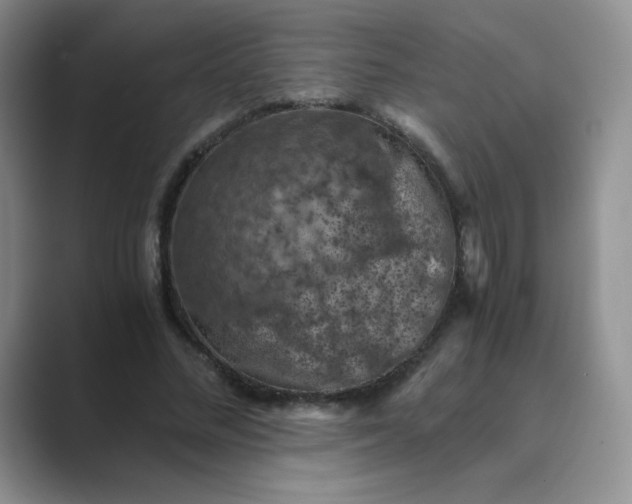 X0000089690684200707051625