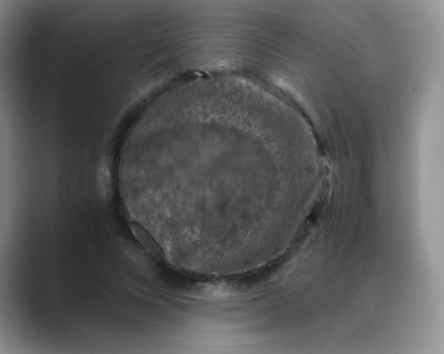 X0000089690688200707051625