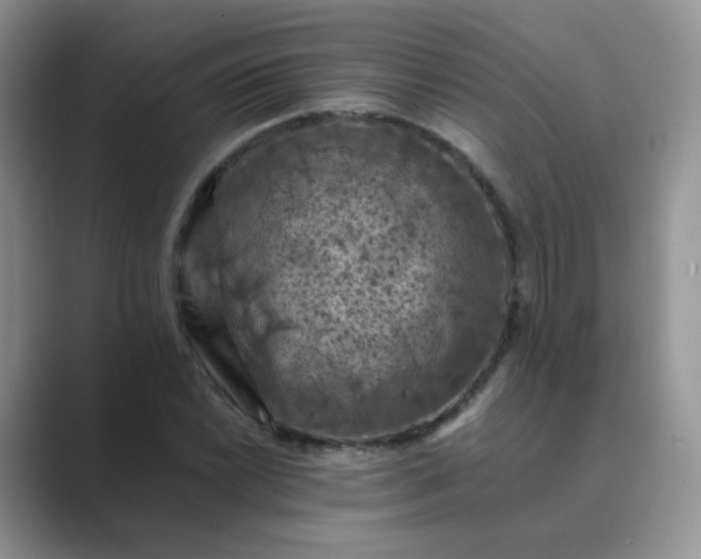 X0000089691022200707051621