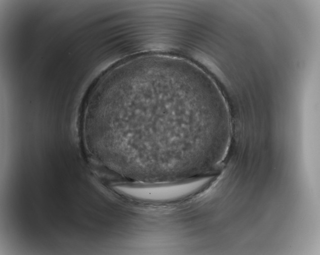 X0000089691026200707051621