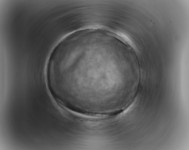 X0000089691046200707051621