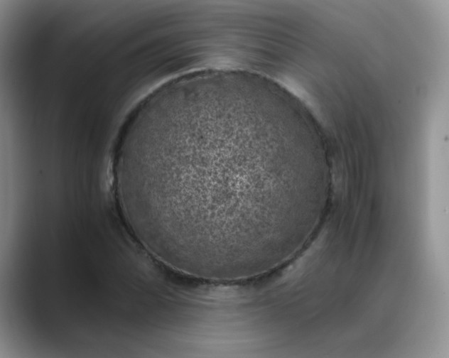 X0000089691070200707051620