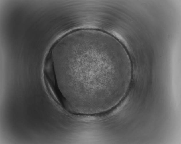 X0000089691085200707051620