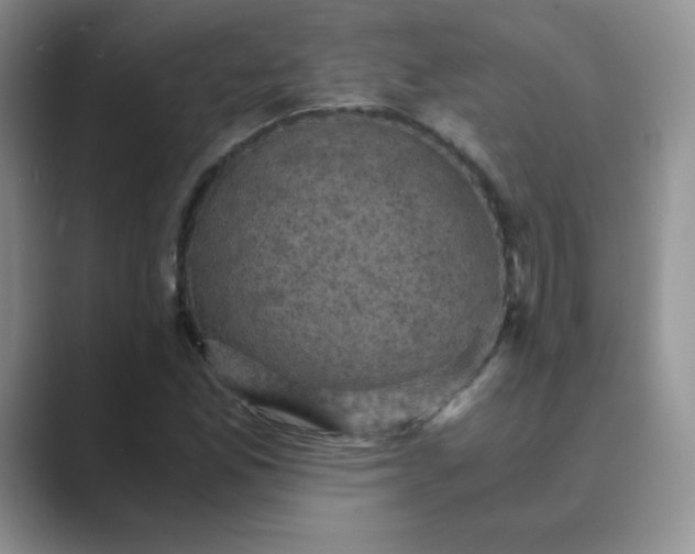 X0000089691165200707051619