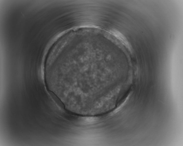 X0000089691188200707051619