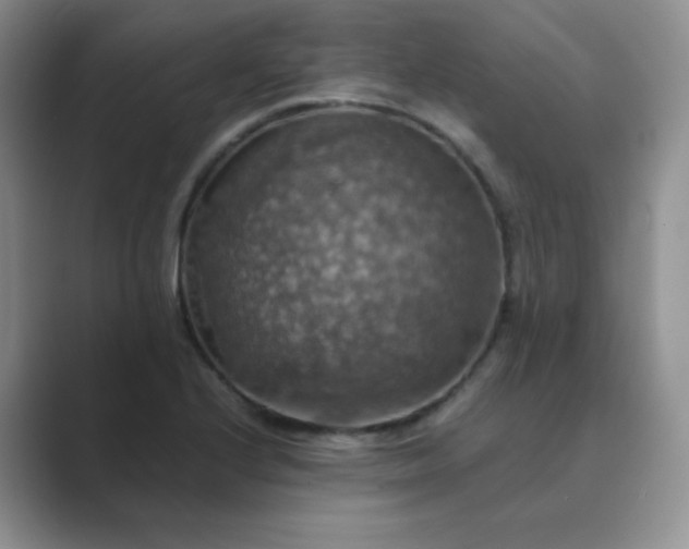 X0000089691224200707051619