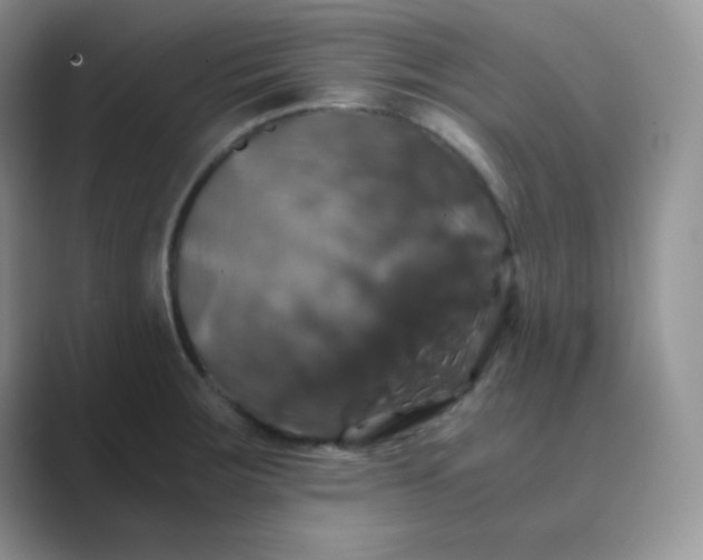 X0000089691283200707051618