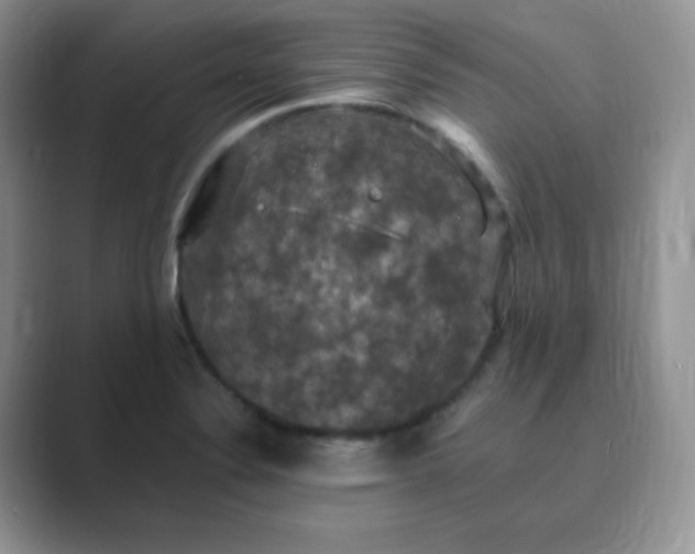 X0000089691324200707051618