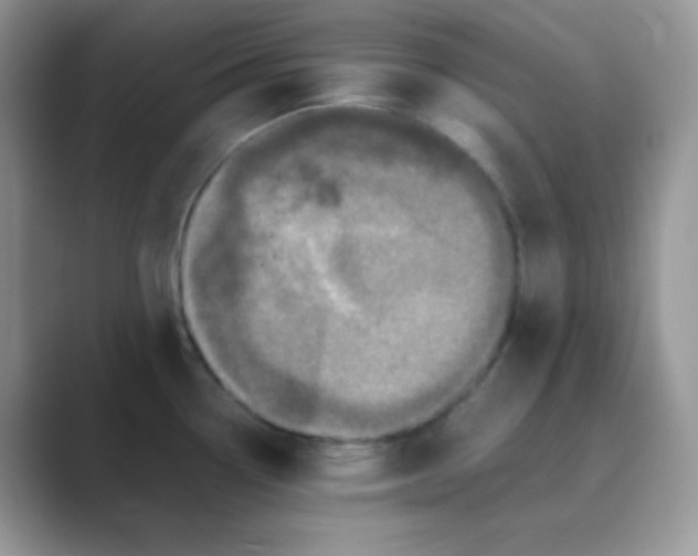 X0000089691338200707051618