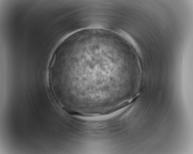 X0000089691340200707051618