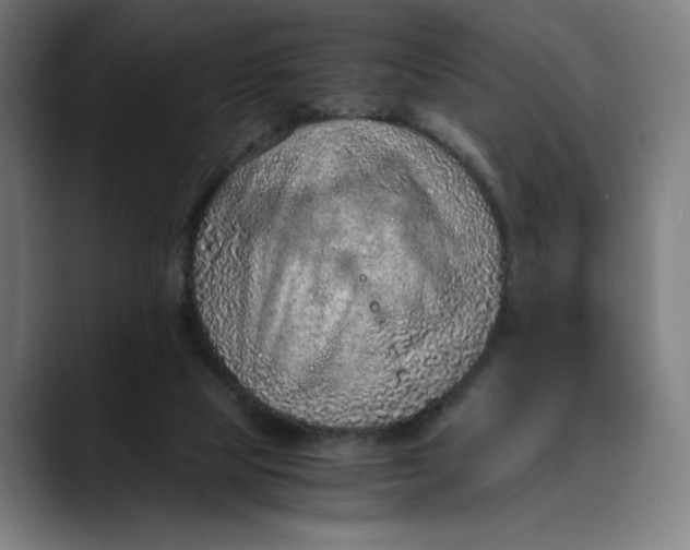 X0000089690065200707121343