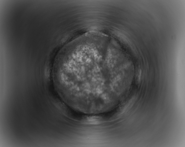 X0000089690268200707121341