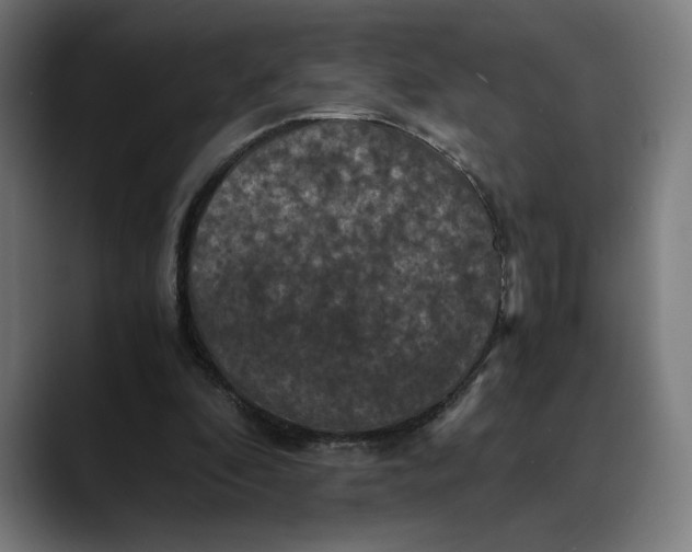 X0000089690296200707121341