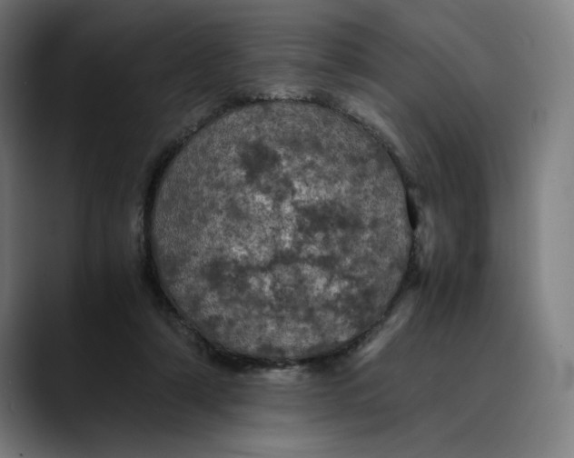 X0000089690306200707121341