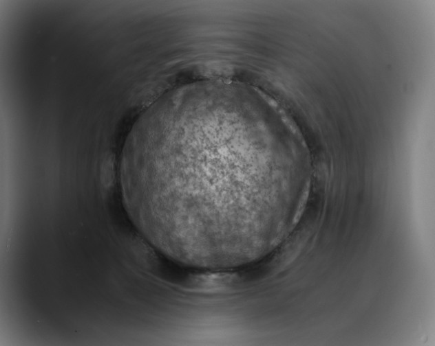 X0000089690323200707121341