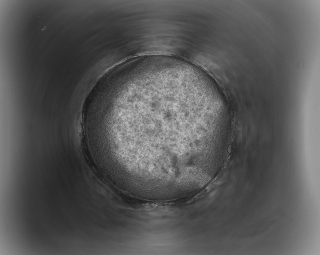 X0000089690338200707121340