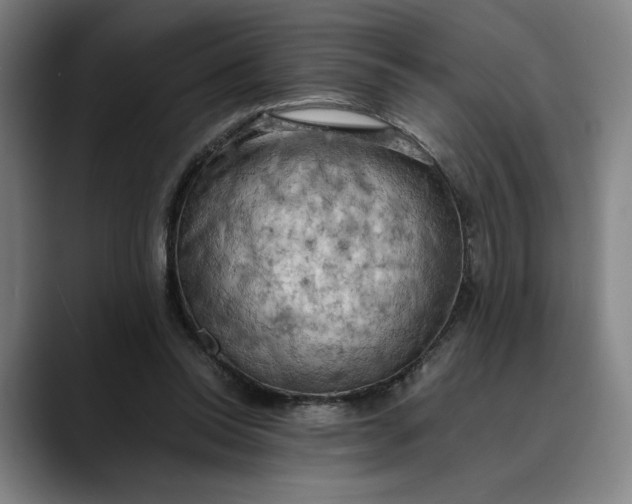 X0000089690350200707121340