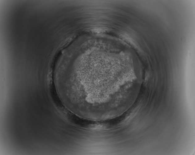 X0000089690356200707121340