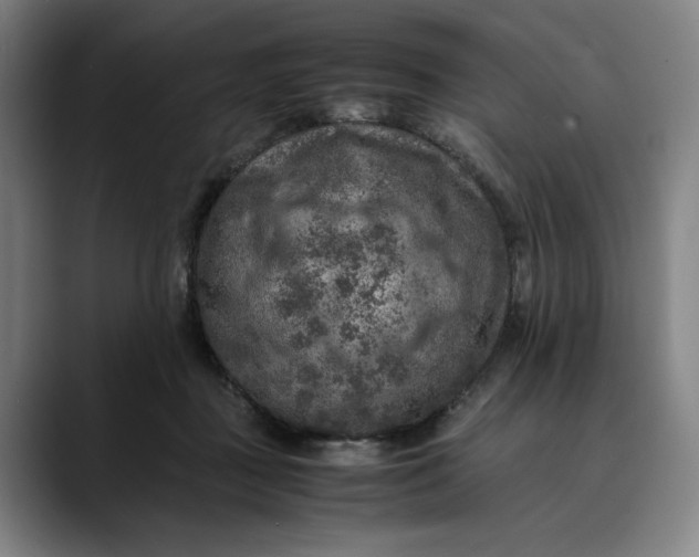 X0000089690363200707121340