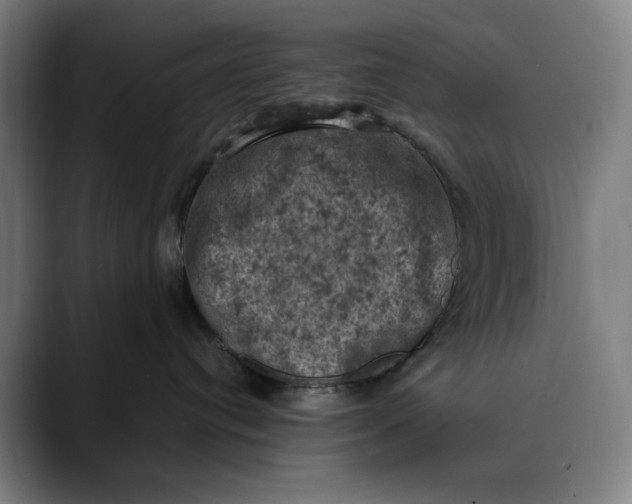 X0000089690384200707121340