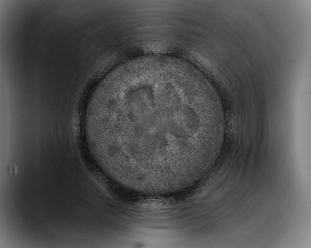 X0000089690738200707121336