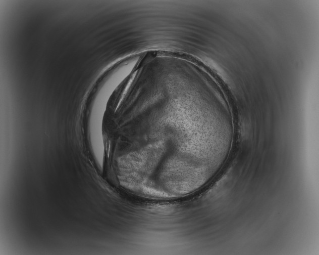 X0000089690830200707121334