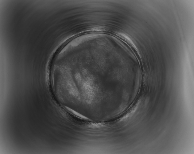 X0000089690835200707121334