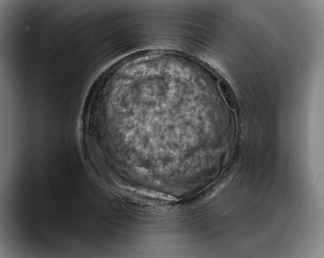 X0000089690928200707121333