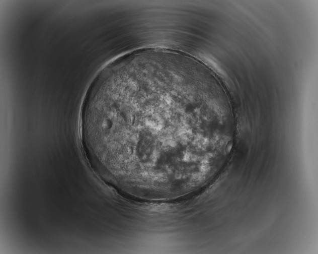 X0000089690940200707121333