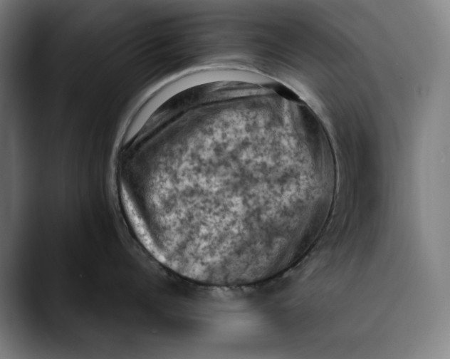 X0000089690960200707121334