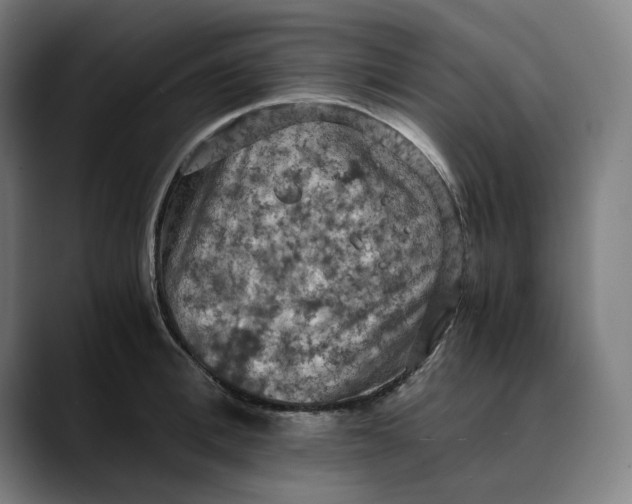 X0000089690996200707121333