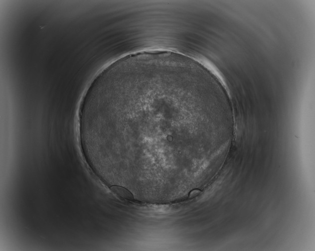 X0000089691096200707121332