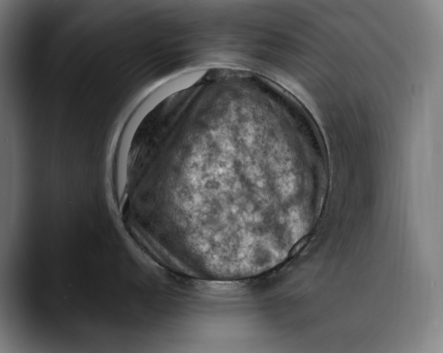 X0000089691152200707121331