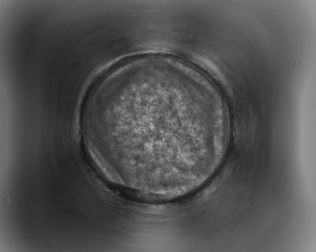 X0000089691172200707121331