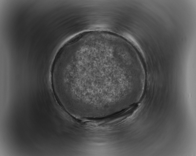 X0000089691336200707121329