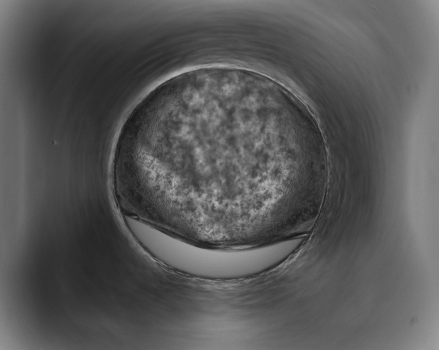 X0000089691536200707121327