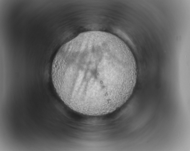 X0000089690065200707201728