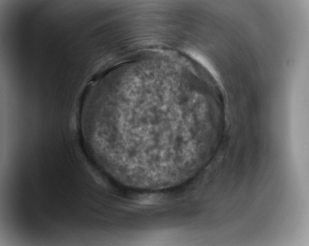 X0000089690105200707201728