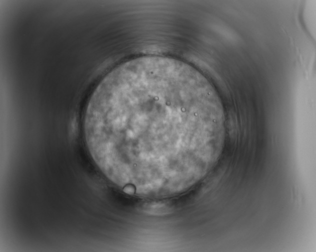 X0000089690208200707201727