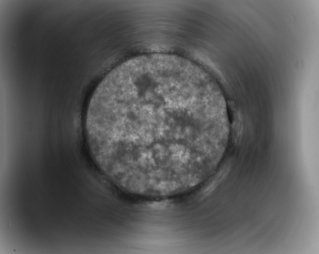 X0000089690306200707201725