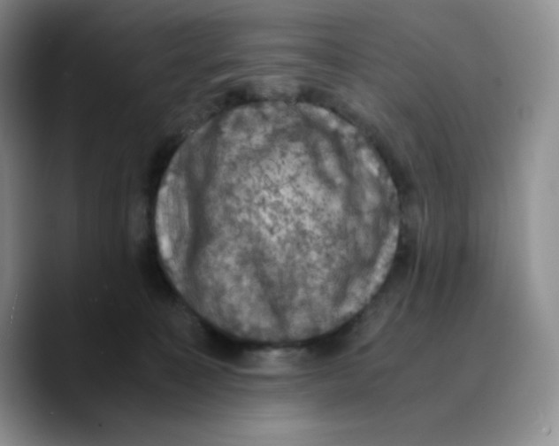 X0000089690323200707201725