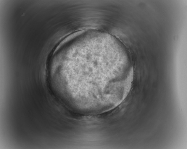 X0000089690338200707201724