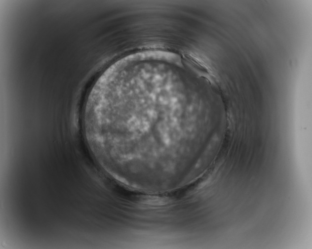 X0000089690347200707201724