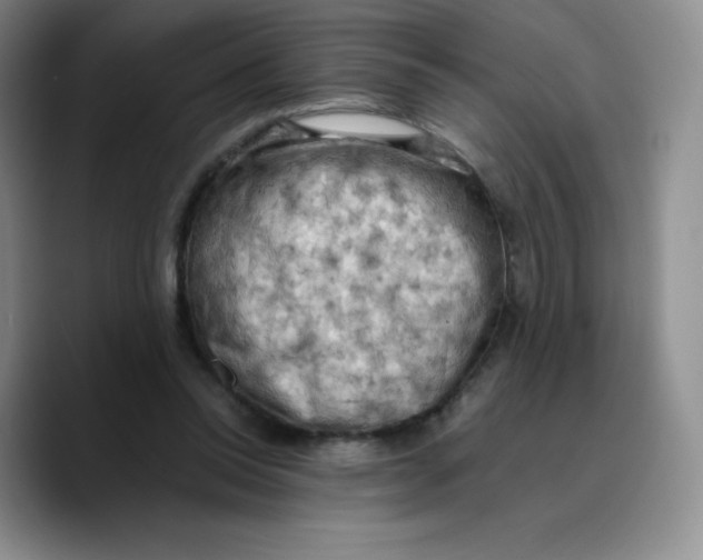 X0000089690350200707201725